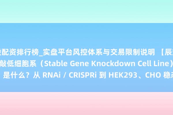 炒股配资排行榜_实盘平台风控体系与交易限制说明 【辰辉创聚生物】厚实基因敲低细胞系（Stable Gene Knockdown Cell Line）是什么？从 RNAi / CRISPRi 到 HEK293、CHO 稳态扼制模子的系统长入
